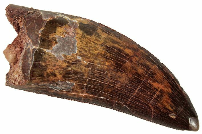 Serrated Carcharodontosaurus Tooth - Excellent Preservation #329924